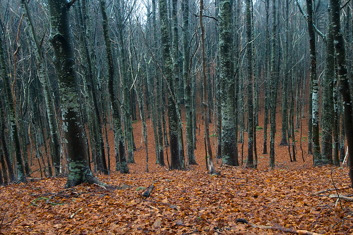 foliage, autunno, faggi val d'aveto